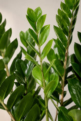 Zamioculcas Blattdetail — glänzende dunkelgrüne Fiederblätter der Glücksfeder