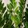 Zamioculcas Blattdetail — glänzende dunkelgrüne Fiederblätter der Glücksfeder