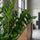 Glücksfeder - Zamioculcas Ø:24 H:90 cm Finestgreen 
