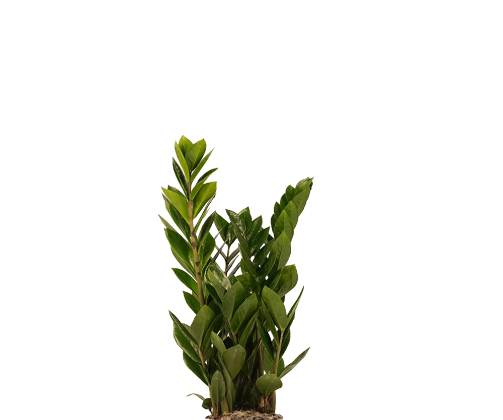 Glücksfeder - Zamioculcas