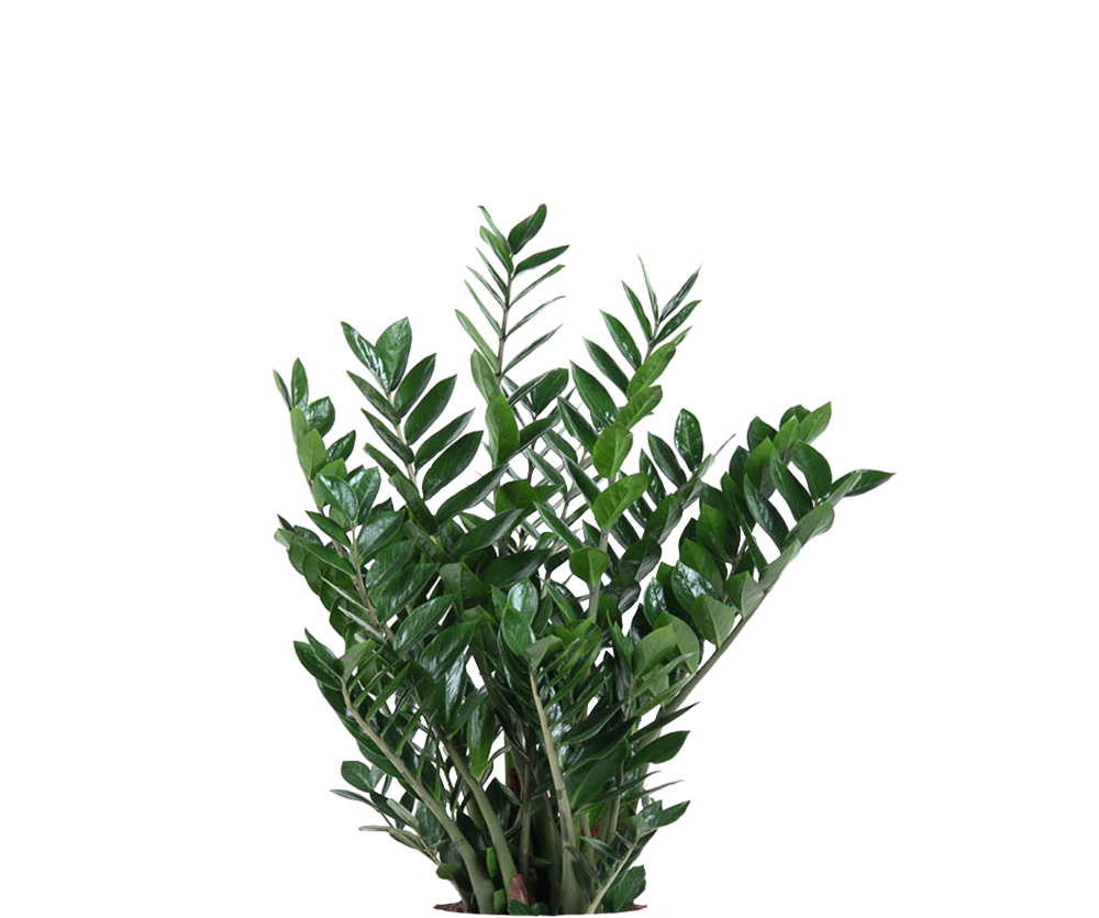 Glücksfeder - Zamioculcas