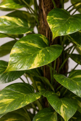 Goldene Efeutute Epipremnum aureum — luftreinigende Kletterpflanze mit goldgrünen Blättern