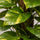 Goldene Efeutute Epipremnum aureum — luftreinigende Kletterpflanze mit goldgrünen Blättern