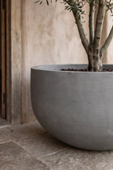 Grosse XXL-Pflanzschale City Bowl Grau aus Fiberstone mit Olivenbaum bepflanzt Nahaufnahme
