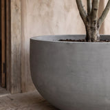 Grosse XXL-Pflanzschale City Bowl Grau aus Fiberstone mit Olivenbaum bepflanzt Nahaufnahme