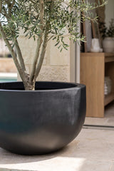 Grosse XXL-Pflanzschale City Bowl Schwarz aus Fiberstone mit Olivenbaum bepflanzt Nahaufnahme