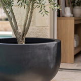 Grosse XXL-Pflanzschale City Bowl Schwarz aus Fiberstone mit Olivenbaum bepflanzt Nahaufnahme
