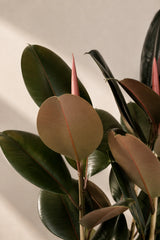 Ficus Elastica Abidjan Blattdetail — glänzende dunkelgrüne Blätter des Gummibaums