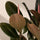 Ficus Elastica Abidjan Blattdetail — glänzende dunkelgrüne Blätter des Gummibaums
