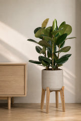 Gummibaum Ficus elastica Robusta kaufen — robuste Zimmerpflanze mit glänzenden Blättern