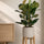 Gummibaum Ficus elastica Robusta kaufen — robuste Zimmerpflanze mit glänzenden Blättern