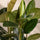 Ficus elastica Robusta Blattdetail — glänzende dunkelgrüne Blätter des Gummibaums