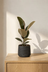 Gummibaum Ficus elastica Tineke kaufen — Zimmerpflanze mit bunter cremefarbener Panaschierung