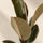 Ficus elastica Tineke Blattdetail — cremefarbene und grüne Blattzeichnung des Gummibaums