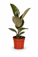Gummibaum Tineke als Zimmerpflanze — variegierter Ficus für helle Räume