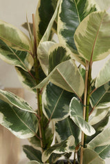 Ficus elastica Tineke Gummibaum — Zimmerpflanze mit bunten Blättern in Grün und Creme