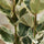 Ficus elastica Tineke Gummibaum — Zimmerpflanze mit bunten Blättern in Grün und Creme