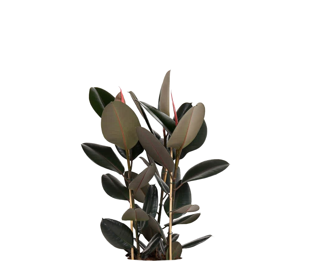 Gummibaum - Ficus Elastica Abidjan