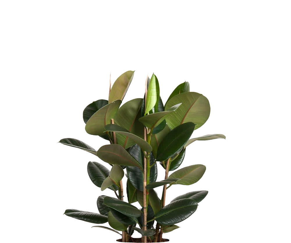 Gummibaum - Ficus elastica Robusta