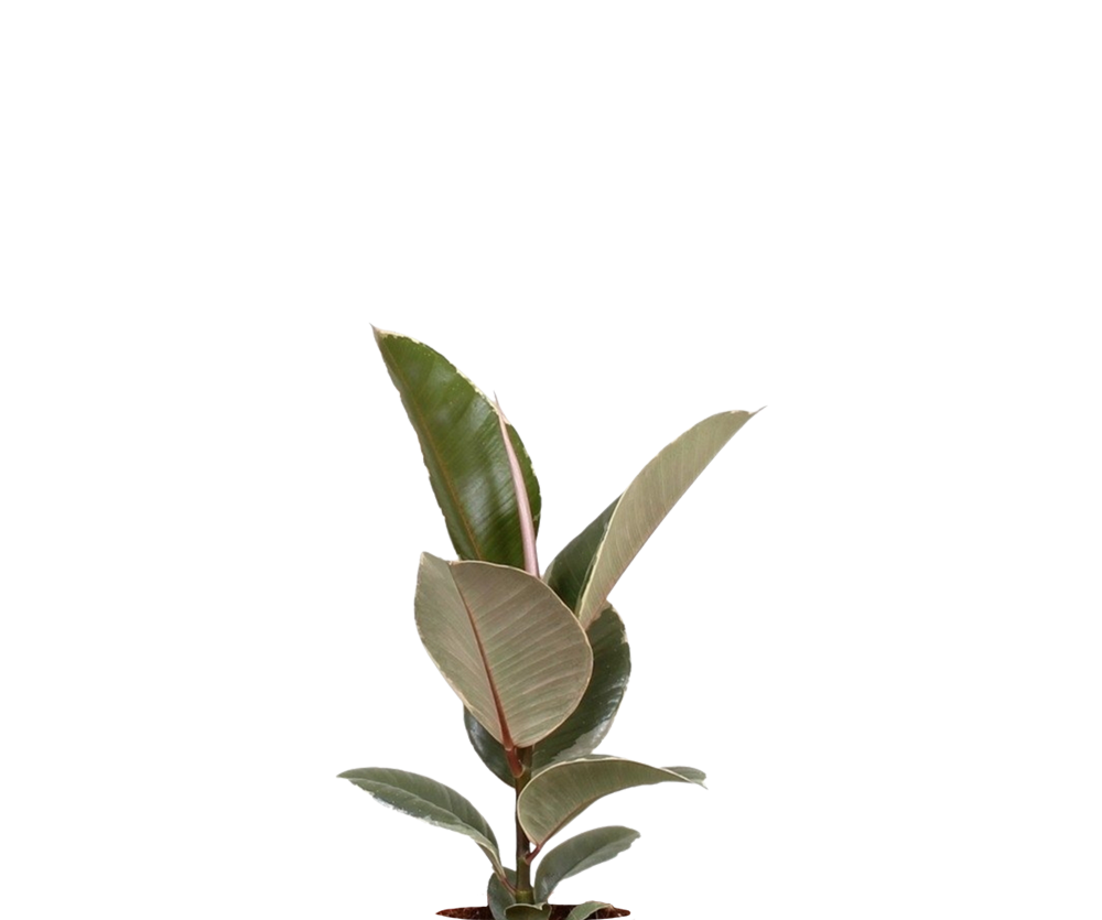 Gummibaum - Ficus elastica Tineke