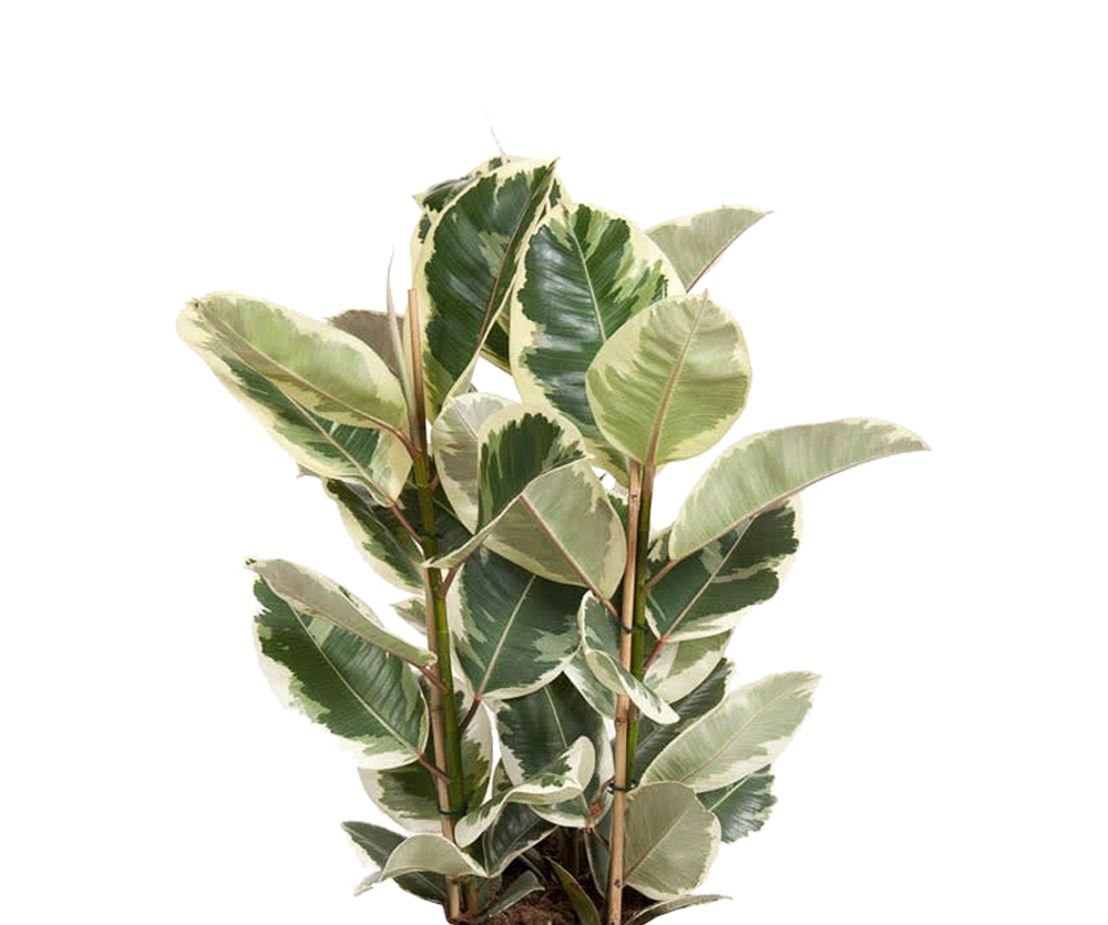 Gummibaum - Ficus elastica Tineke
