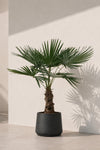 Hanfpalme - Trachycarpus fortunei