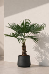 Hanfpalme Trachycarpus fortunei kaufen — winterharte Palme für Garten und Balkon
