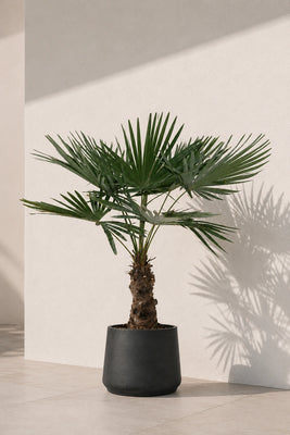 Hanfpalme - Trachycarpus fortunei
