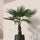 Hanfpalme Trachycarpus fortunei kaufen — winterharte Palme für Garten und Balkon