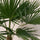 Hanfpalme Trachycarpus Stamm — charakteristischer Faserstamm der robusten Hanfpalme