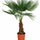 Hanfpalme als Kübelpflanze — mediterrane Gartenpflanze für Terrasse und Garten