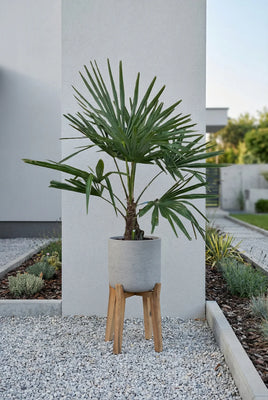 Hanfpalme - Trachycarpus fortunei