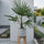 Hanfpalme kaufen — Trachycarpus fortunei winterharte Palme für Garten und Balkon, 100 cm