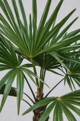 Trachycarpus fortunei Hanfpalme — robuste Palme mit charakteristischem Faserstamm
