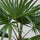Trachycarpus fortunei Hanfpalme — robuste Palme mit charakteristischem Faserstamm