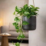 Hanging Charlie Schwarz Blumenampel aus Fiberclay in Beton-Optik || Abgebildete Größe: S