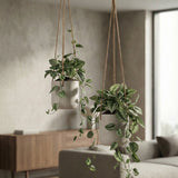 Hanging Charlie Set Grau – 2er Blumenampel-Set aus Fiberclay Größen XS & S || Abgebildete Größen: XS & S