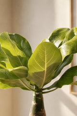 Hawaii Palme – Brighamia insignis Ø:12 H:40 cm nahaufnahme Finestgreen 