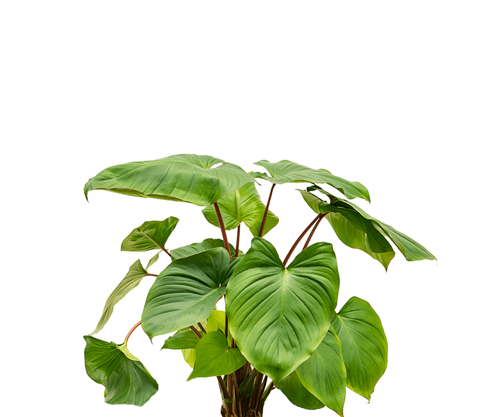 Homalomena rubescens Maggy