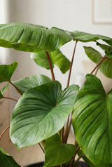 Homalomena rubescens Maggy Ø:24 H:60 cm Finestgreen 