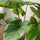 Homalomena rubescens Maggy Ø:24 H:60 cm Finestgreen 