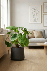 Homalomena rubescens Maggy Ø:24 H:60 cm Finestgreen 