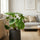 Homalomena rubescens Maggy Ø:24 H:60 cm Finestgreen 