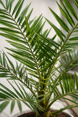 Phoenix Canariensis Dattelpalme — imposante Palme mit langen gefiederten Wedeln