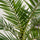 Phoenix Canariensis Dattelpalme — imposante Palme mit langen gefiederten Wedeln