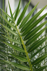 Phoenix canariensis Dattelpalme — imposante Palme mit langen gefiederten Wedeln