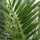Phoenix canariensis Dattelpalme — imposante Palme mit langen gefiederten Wedeln