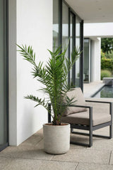Kanarische Dattelpalme kaufen — Phoenix canariensis als Kübelpflanze, 100 cm