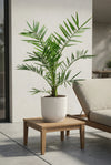 Kanarische Dattelpalme - Phoenix Canariensis