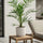 Kanarische Dattelpalme kaufen — Phoenix Canariensis mit gefiederten Wedeln, 80 cm